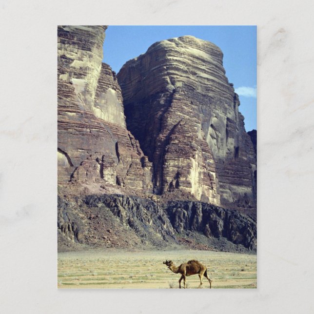 A lonely camel, Wadi Rum Desert, Jordan Desert Postcard (Front)