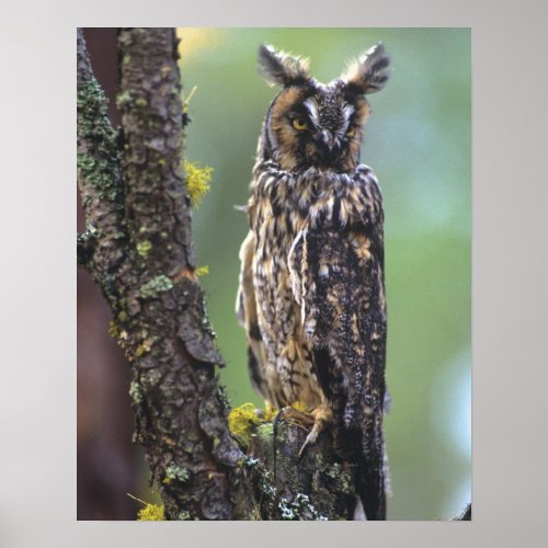 A long_eared owl perched on a tree branch near poster