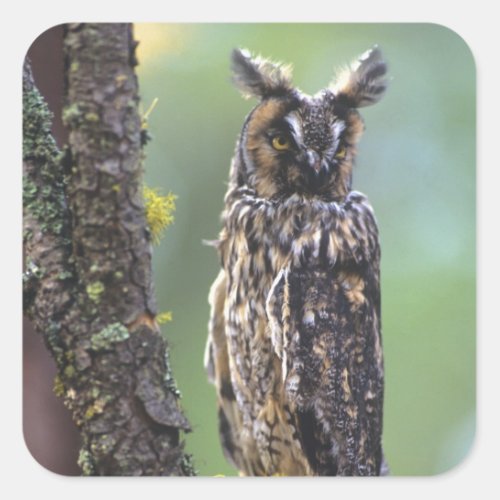 A long_eared owl perched on a tree branch near square sticker