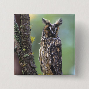 A long-eared owl perched on a tree branch pinback button