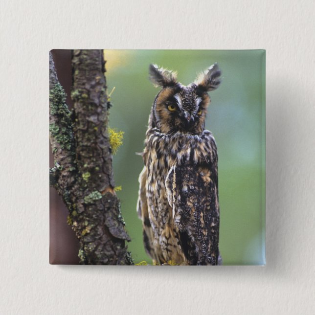 A long-eared owl perched on a tree branch pinback button (Front)