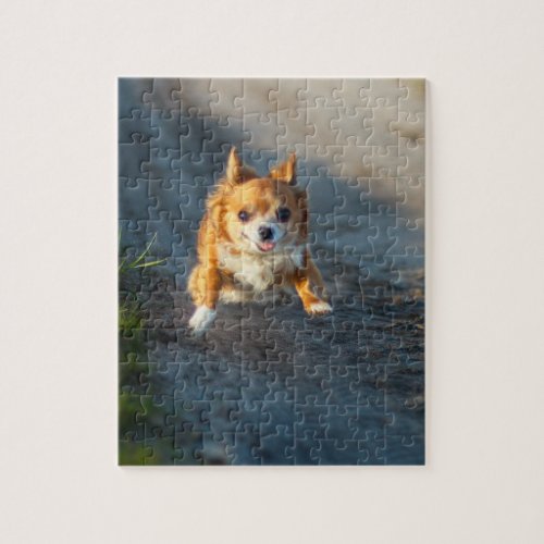 A long haired brown and white Chihuahua Running Jigsaw Puzzle
