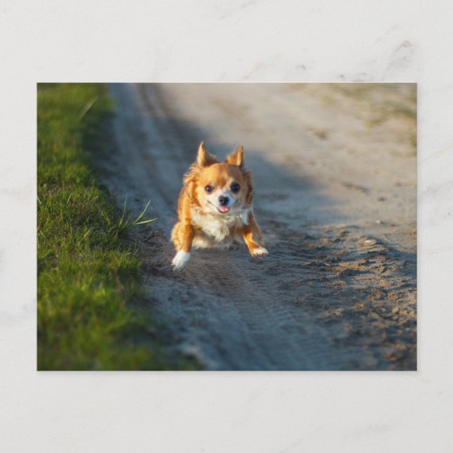A long haired brown and white Chihuahua Running Postcard (Front)