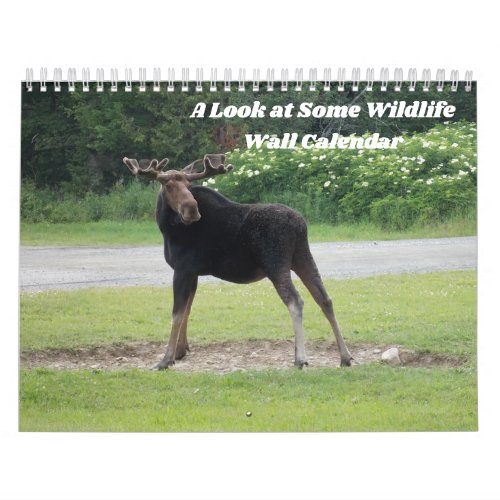 A Look at Some Wildlife Wall Calendar