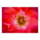 A Look Within (Front Horizontal)