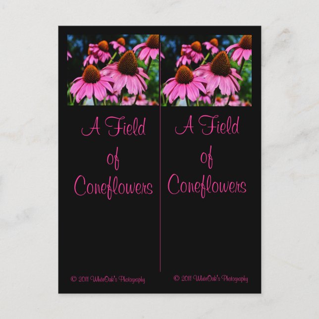 A lot of Coneflowers Bookmark Postcard (Front)