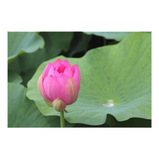 A Lotus Bud and the Morning Dew Photo Print