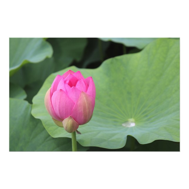 A Lotus Bud and the Morning Dew Photo Print (Front)