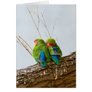 A Lovebird Couple On A Branch Cards
