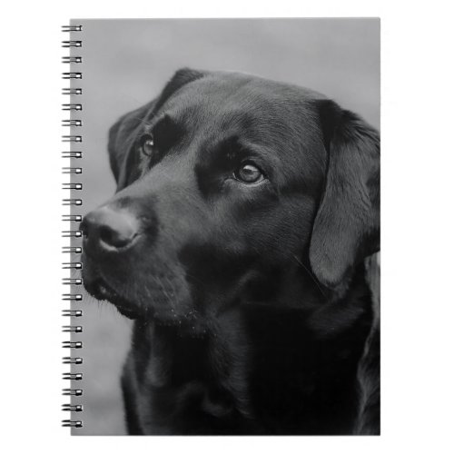 A lovely Black Labrador  Notebook