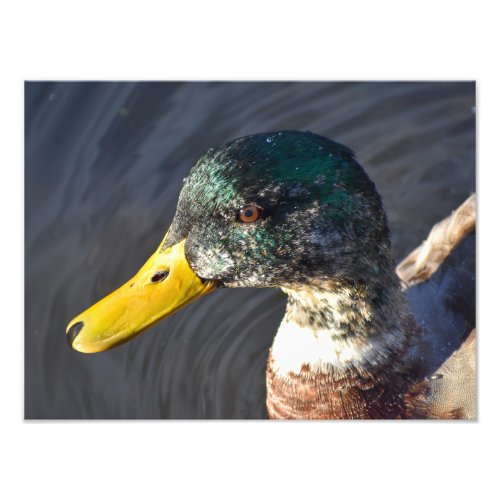 A Lovely Male Duck  Photo Print