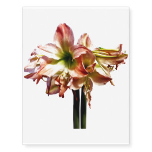 A Lovely Pink and White Amaryllis Temporary Tattoos