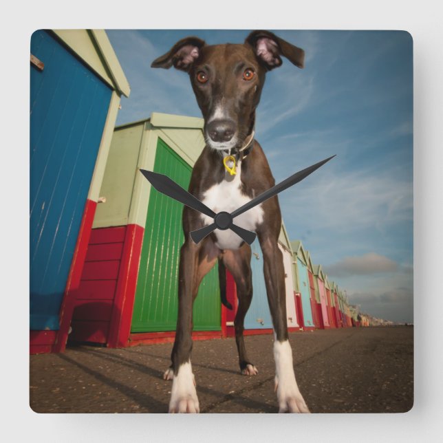 A Lurcher Standing In Front Of Some Beach Huts Square Wall Clock (Front)
