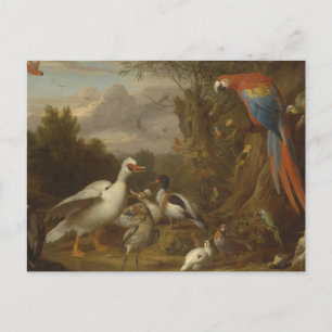 A Macaw Ducks Parrots and Other Birds in a Landsca Postcard