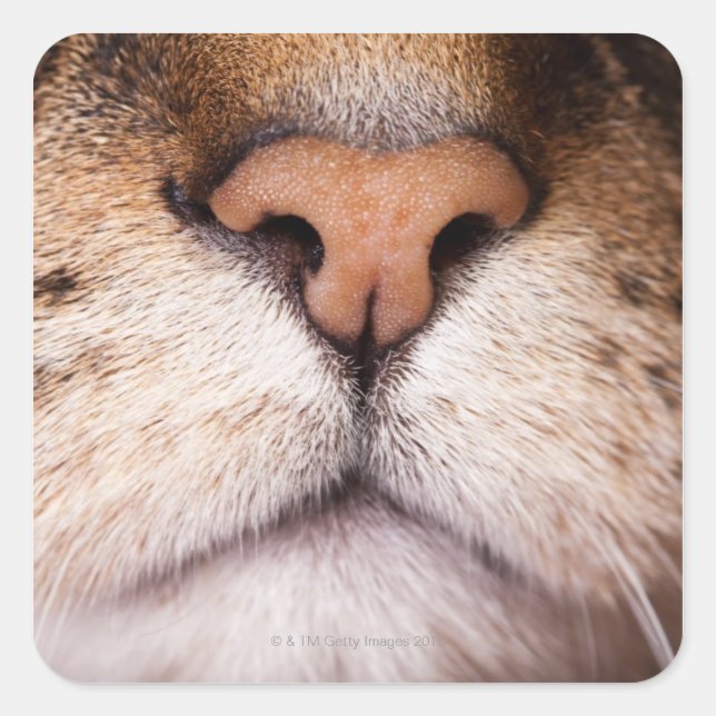 A macro image of a cat's nose and mouth. square sticker (Front)