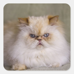 A mad, upset, reclining Flame Point Himalayan Square Sticker