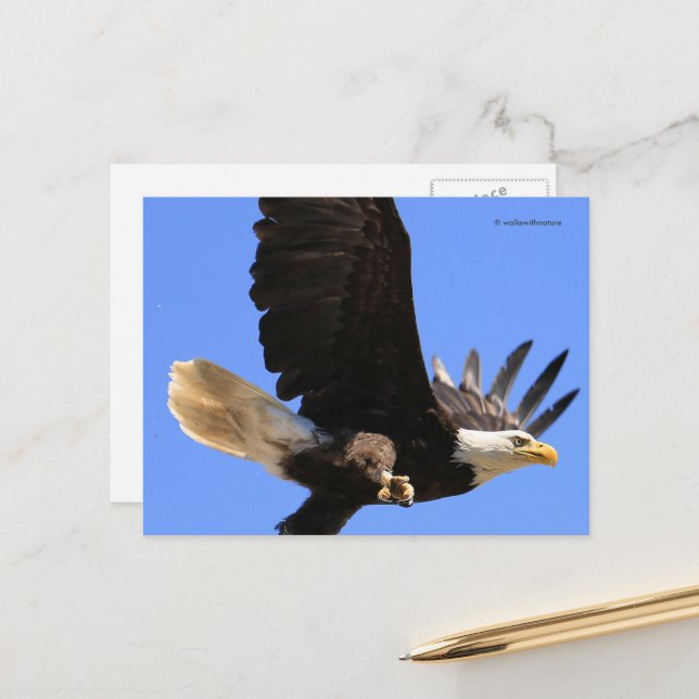 A Magnificent Bald Eagle Flies Free Postcard (Front/Back In Situ)