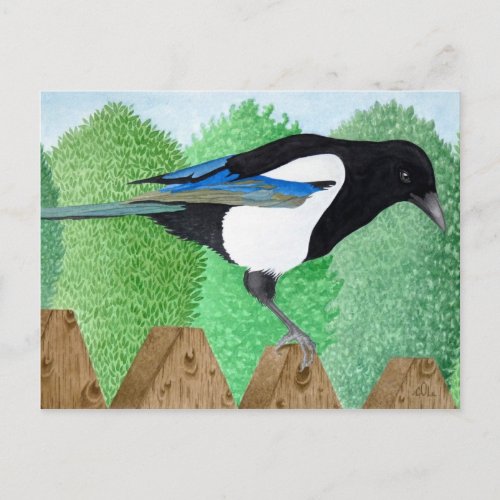 A Magpie perched on a fence Postcard