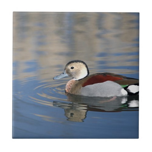 A Male Blue Billed Ringed Teal Swims in a pond Ceramic Tile