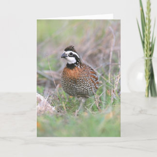 A Male Bobwhite Quail Greeting Card. Card