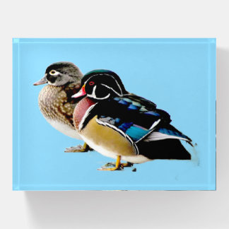 A Male & Female Wood Ducks Paperweight