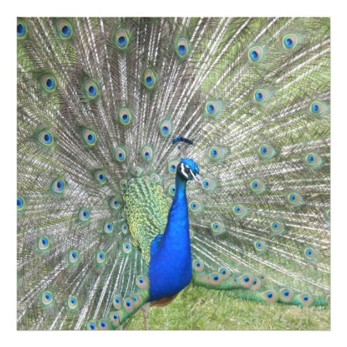 A Male Indian Peacock Fans its tail Feathers Photo Print