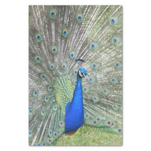 A Male Indian Peacock Fans its tail Feathers Tissue Paper