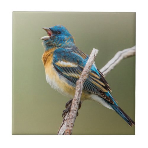 A Male Lazuli Bunting Songbird Singing Ceramic Tile