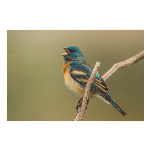 A Male Lazuli Bunting Songbird Singing Wood Wall Decor