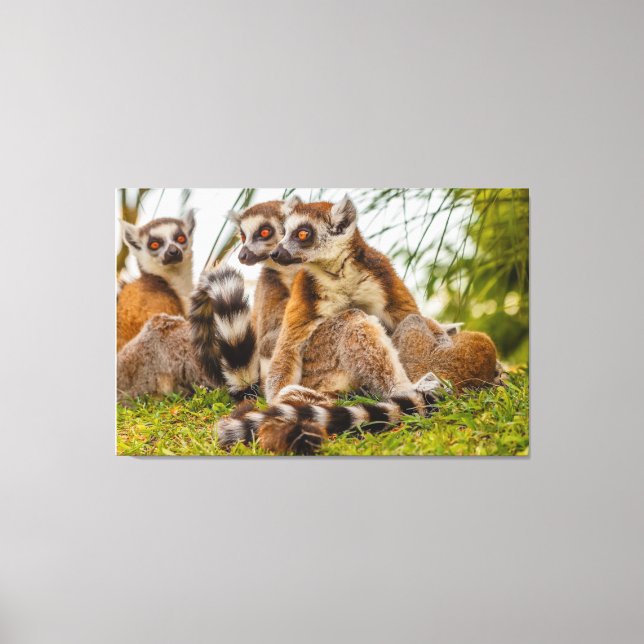 a male lemur hugs his female on stretched canvas (Front)
