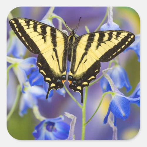 A Male Western Tiger Swallowtail Butterfly Square Sticker