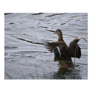 A Mallard duck flapping her wings Photo Print
