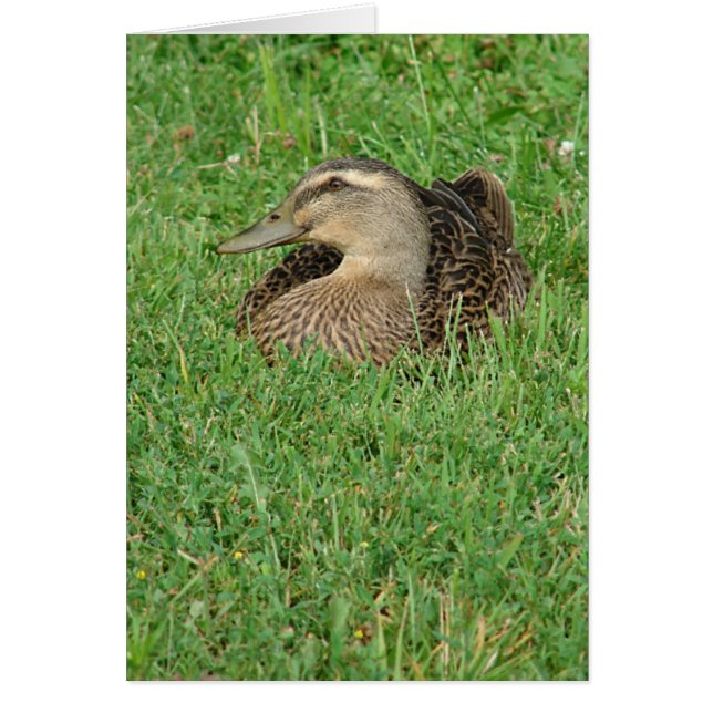 A Mallard Hen All Occasions Greeting Card  (Front)