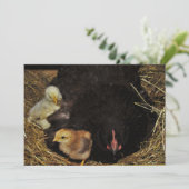 A Mama and Her Chicks (Standing Front)