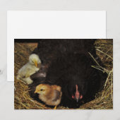 A Mama and Her Chicks (Front/Back)