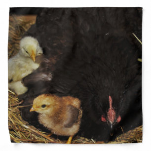 A Mama and Her Chicks Bandana