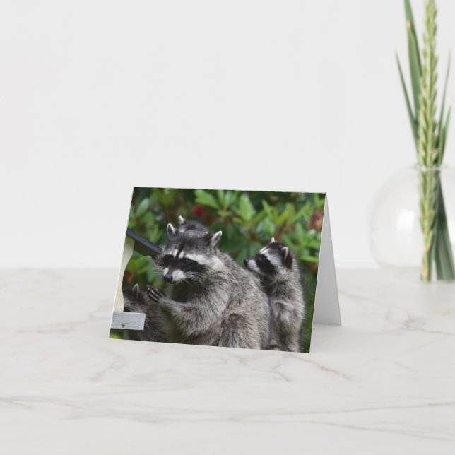 A Mama Raccoon and her Baby Card (Front)