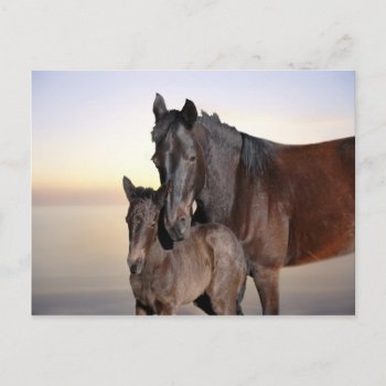 A Mare And Her Baby Foal Postcard by laureenr at Zazzle