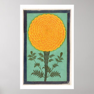 A Marigold, from the Small Clive Album (w/c on pap Poster