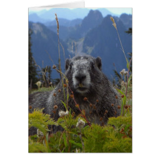 A marmot in Paradise in Mount Rainier National Par Cards
