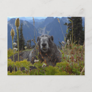 A marmot in Paradise in Mount Rainier National Par Postcard