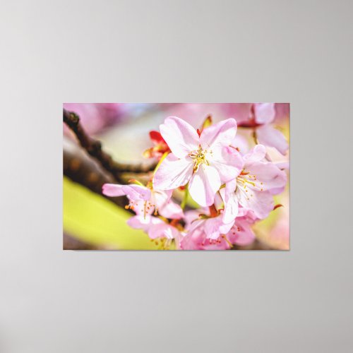 A Marvelous Bunch Of Pink Sakura Flowers In Spring Canvas Print