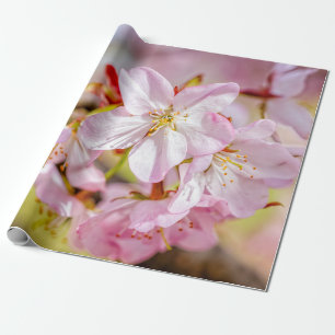 A Marvelous Bunch Of Pink Sakura Flowers Wrapping Paper