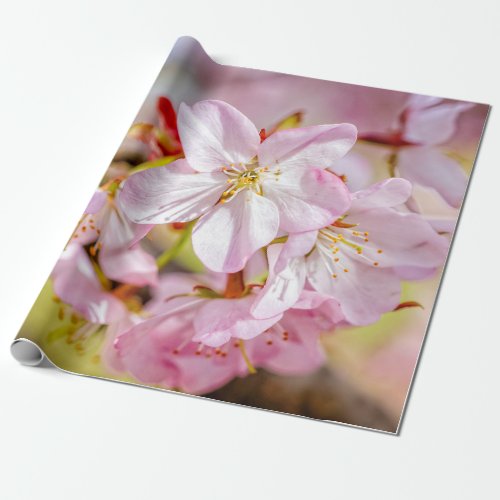 A Marvelous Bunch Of Pink Sakura Flowers Wrapping Paper