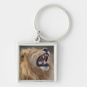 A mature male lion (Panthera leo) in the Savuti Keychain
