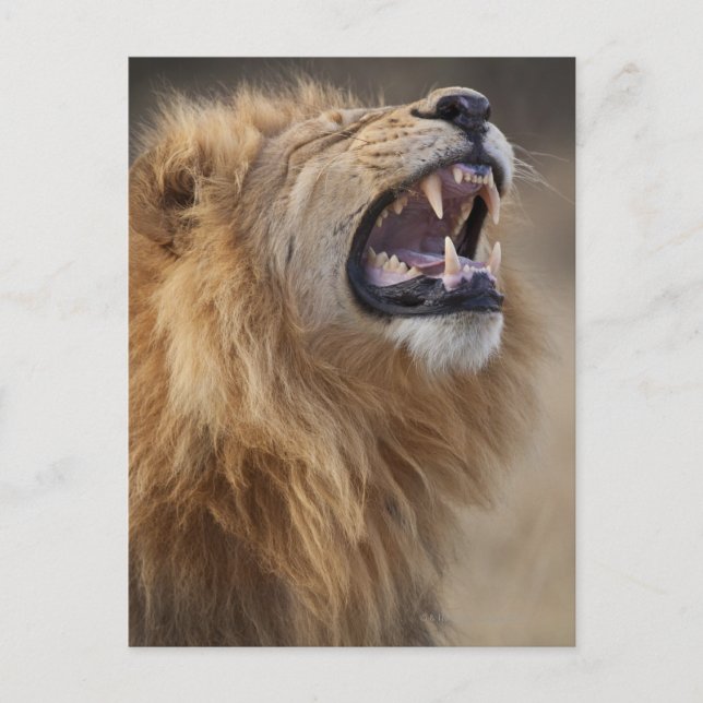 A mature male lion (Panthera leo) in the Savuti Postcard (Front)