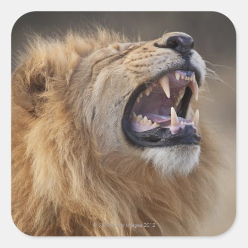 A mature male lion Panthera leo in the Savuti Square Sticker
