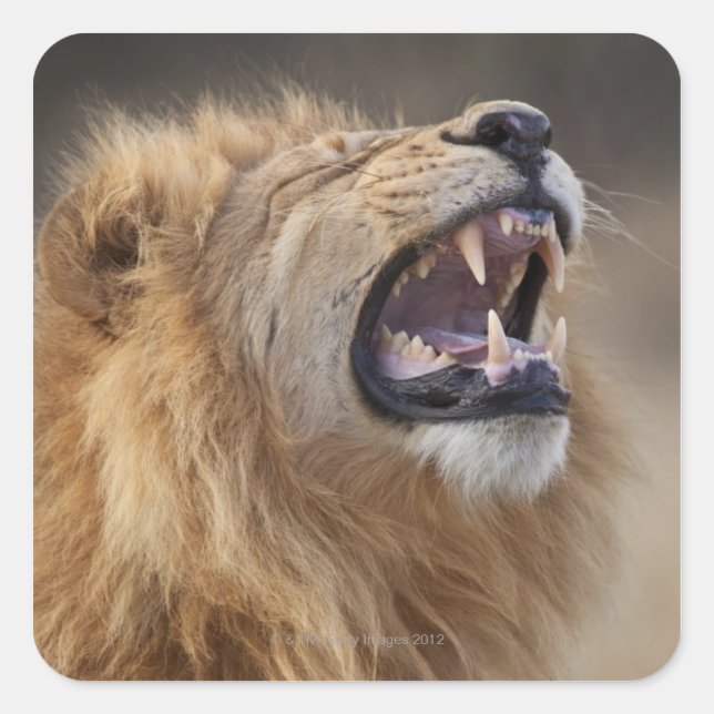 A mature male lion (Panthera leo) in the Savuti Square Sticker (Front)