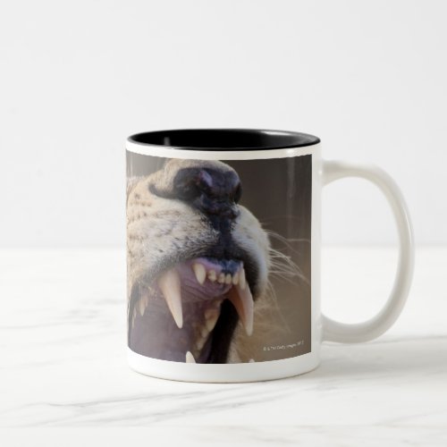 A mature male lion Panthera leo in the Savuti Two_Tone Coffee Mug