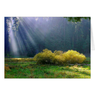 A meadow in the sun. cards